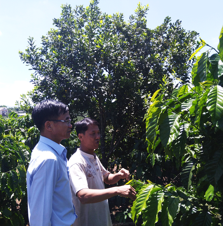 Công ty Bách Thiên hướng dẫn nông dân trồng cây che bóng vườn cà phê.
